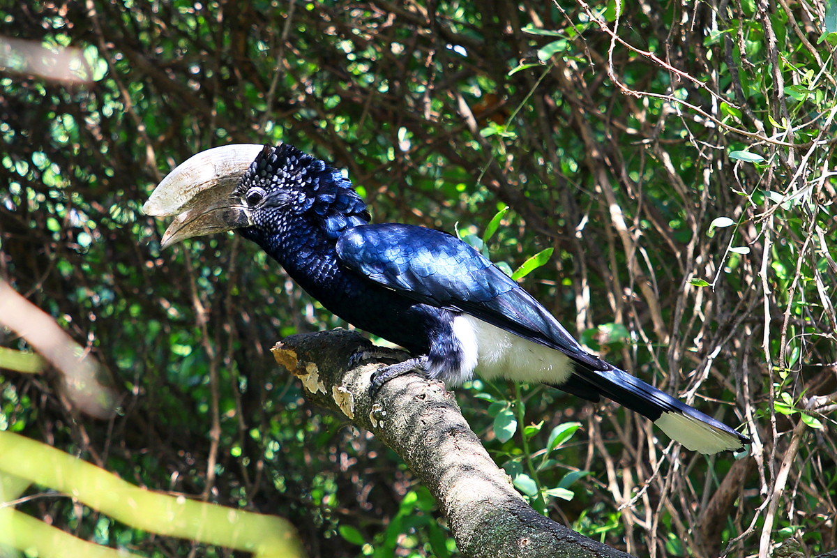 Silver cheeked horn bill